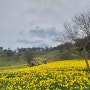 구례여행 지리산치즈랜드 수선화, 봄꽃구경 피크닉
