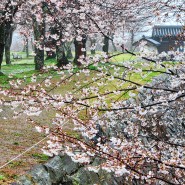 경남 사천 벚꽃축제 선진리성 벚꽃 명소