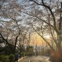 서울 벚꽃 개화시기! 벚꽃 명소 남산 타워 가는 법