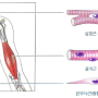 양산 필라테스 / 근육계 해부 및 생리