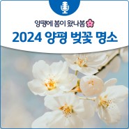 양평에 봄이 왔나봄🌸 2024 양평 벚꽃 명소
