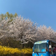 2024 여의도 벚꽃 개화 만개시기 서울 벚꽃축제 사진 명소 (주차, 꿀팁)