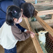고양시 일산 아이랑 갈만한곳 찬우물 체험 동물농장 아기동물원 먹이주기체험