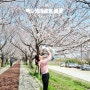 맥도생태공원 벚꽃 아이랑 첫 벚꽃 (24.03.27)