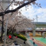 부산 온천천 벚꽃 명소 위치 포토스팟 맛집