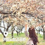 서울 여의도 한강공원 벚꽃축제 일정, 개화현황, 돗자리 대여해서 피크닉