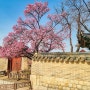 창덕궁의 만첩홍매와 덕수궁의 살구나무