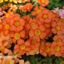 괭이밥 사진털기 - 옥살리스 Oxalis / 사랑초