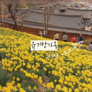 충남 4월 꽃구경 서산 유기방가옥 수선화 봄꽃축제