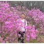 2024 경기도 부천 원미산 진달래동산 진달래축제 4월 꽃구경