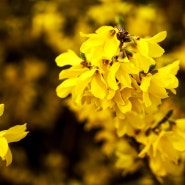 응봉산-노란 개나리의 봄