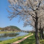 2024벚꽃명소- 숨은 벚꽃명소 순창 벚꽃축제 정보 주차