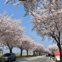 전국 곳곳의 숨은 벚꽃명소 추천 봄맞이 나들이 장소🌸🩷