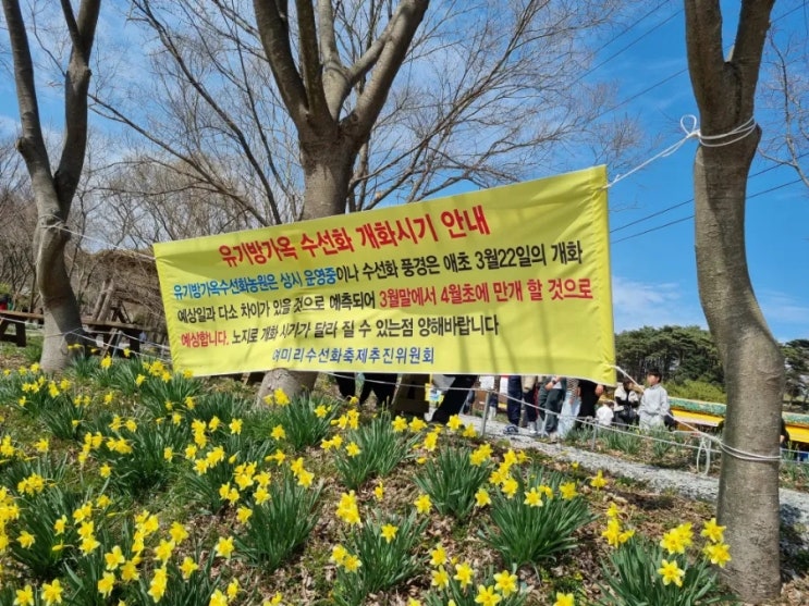 수선화가 유명한 충남 가볼만한 곳 - 서산 유기방 가옥