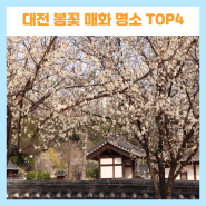 대전 봄꽃 매화 명소 가볼만한곳 TOP4