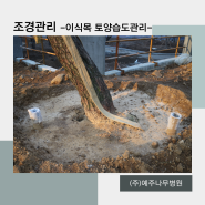 [1종 나무병원] 식재 조경수목 토양습도 관리