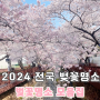 전국 벚꽃축제 벚꽃 명소 모음 일정 정보 2024 벚꽃명소 어디