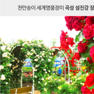 ♥곡성 장미공원♥ 천만송이 세계 명품 장미...그 향기속으로/강천산! 빨간구름다리+병풍폭포