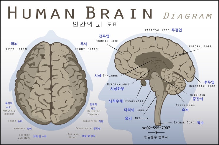 임상학적 악성에 준하는 소뇌 혈관모세포종도 약관상 악성신생물 아니다 : 네이버 블로그