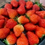 [창원 동읍 딸기체험 ] 딸기 마음껏 먹을 수 있는 “ 지니네 딸기” 농장