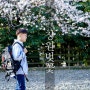 창원 벚꽃 명소 경화역 창원대학교 소봉지 용지공원 벚꽃