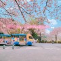 서울근교 나들이 봄꽃축제 과천 서울대공원 벚꽃축제 둘레길 4월꽃구경