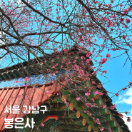 4월 서울 꽃구경 봉은사 홍매화 실시간 주차