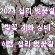 2024 하동 십리 벚꽃길 개화 상태