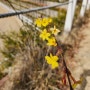 3월에 피는 봄맞이꽃 노란색 꽃 영춘화 개나리 특징 꽃말
