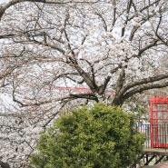 청주무심천푸드트럭축제: 벚꽃개화상황, 29일부터 시작되는 축제