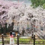 대구 앞산빨래터공원, 수양벚꽃 만개 실시간 벚꽃명소 개화상황 주차장정보