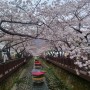 봄날 벚꽃, 진해 군항제 로망스다리 산책