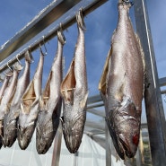 박대, 임연수, 열기 도매 업소용 생선 추천