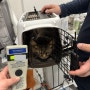 강아지 고양이 괌 공항으로 가는 방법 : 괌으로 가는 고양이 뚱이 동물검역 동물운송 수입허가서 절차 비용