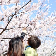 청주 벚꽃 효성병원 앞 한적하게 꽃구경!