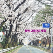 창원 교육단지 벚꽃 명소 실시간 개화상태 주차(24.03.28)