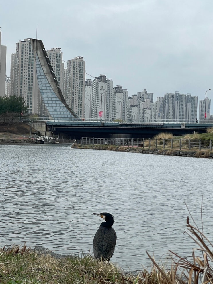 민물가마우지- 운정 호수공원에서