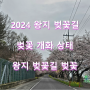 2024 남해 왕지 벚꽃길 개화 상태 / 왕지 벚꽃길 개화