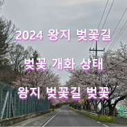 2024 남해 왕지 벚꽃길 개화 상태 / 왕지 벚꽃길 개화