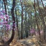 청량산 진달래꽃 길