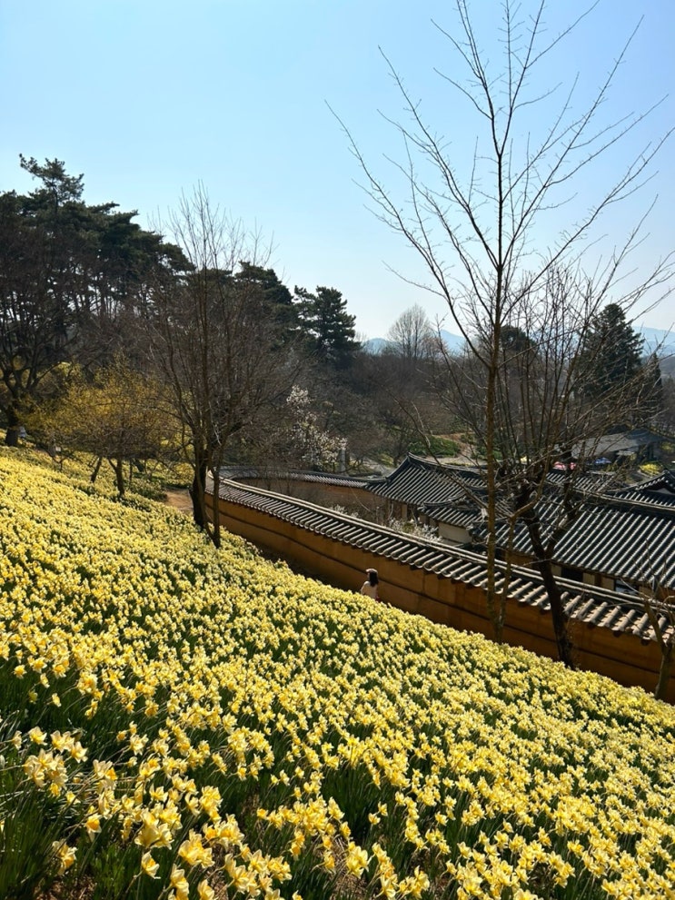 서산 유기방가옥 홍성 거북이마을 주차 수선화 벚꽃 개화...