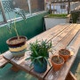봄맞이 분갈이 - 거북알로카시아, 펜덴스 , 나한송 ! 옥상에서 분갈이 해주었어요 거북알로카시아 구근 자구 첫 수확 몇개?