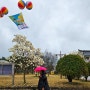 전남 벚꽃 명소 추천, 2024 영암 벚꽃축제 기본정보 (ft.왕인문화축제)