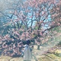 도쿄 벚꽃 실시간, 일본 개화 명소 신주쿠 교엔 (f. 입장료)