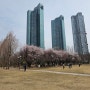 서울숲 벚꽃 살구 목련 수선화 개화 상황