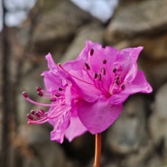진달래꽃 활짝핀 안양 삼성산