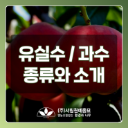 탐스러운 열매가 열리는 유실수/과수 종류(대추나무, 무화과, 사과 등) [과천원예농원 서림원예종묘]