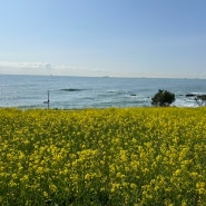 파란 바다를 배경으로 노란 유채꽃밭, 슬도의 봄