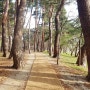 강릉 허균,허난설헌기념관, 가볼만한곳, 소나무 숲을 걷다