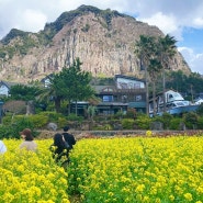 제주도 유채꽃 명소 제주 서귀포 산방산 유채꽃밭